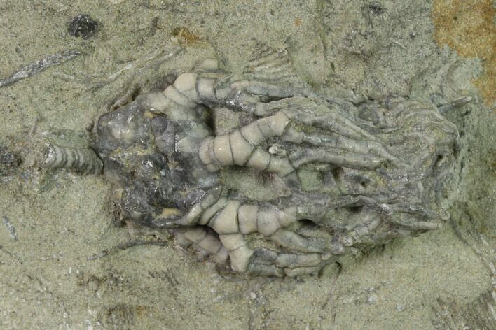 Fossil Crinoid (Cyathocrinites) - Crawfordsville, Indiana #135543